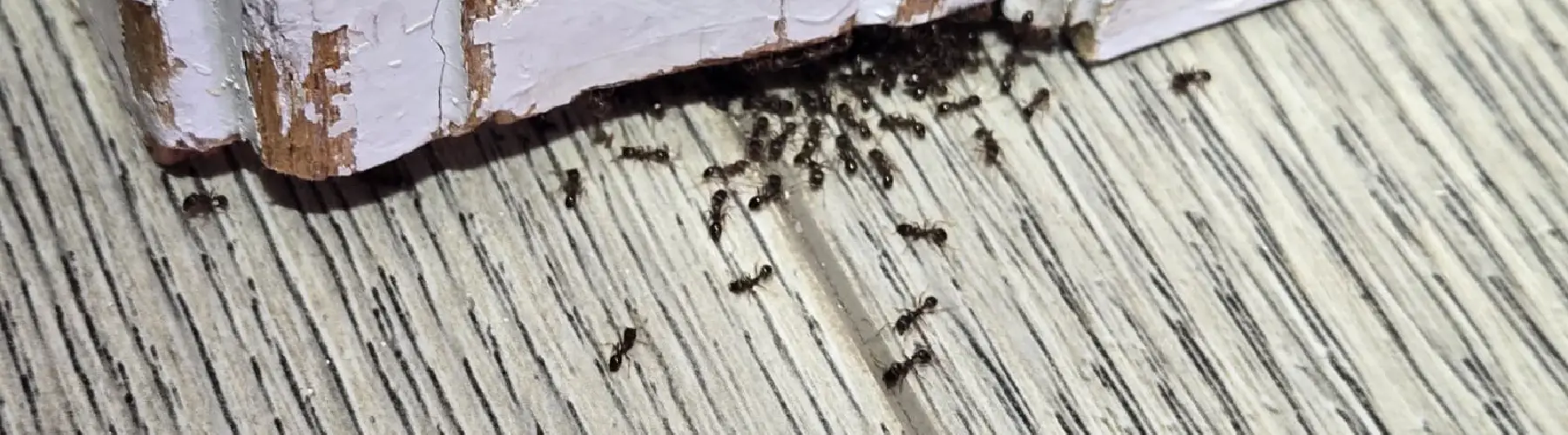 Pavement ants in a house