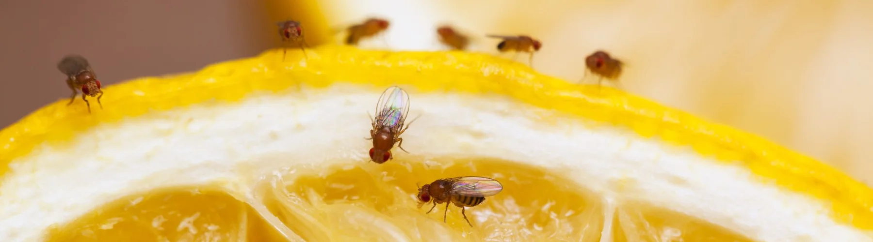 how to get rid of fruit flies