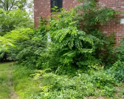untrimmed-grass-and-bushes untrimmed grass and bushes