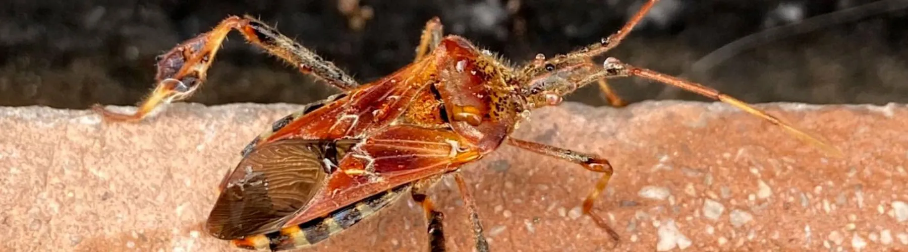 Western Conifer Seed Bug