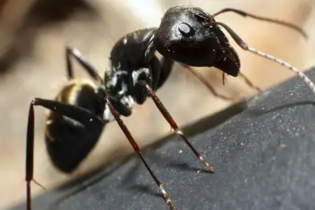 what do carpenter ants look like