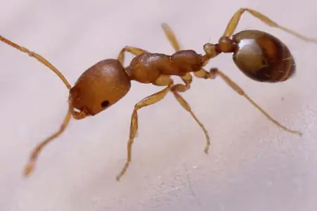 close-up-of-a-pharaoh-ant close up of a pharaoh ant