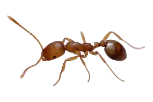 pharaoh-ant-control pharaoh ant control