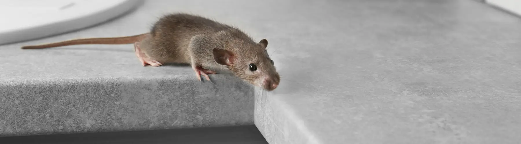 mice in walls