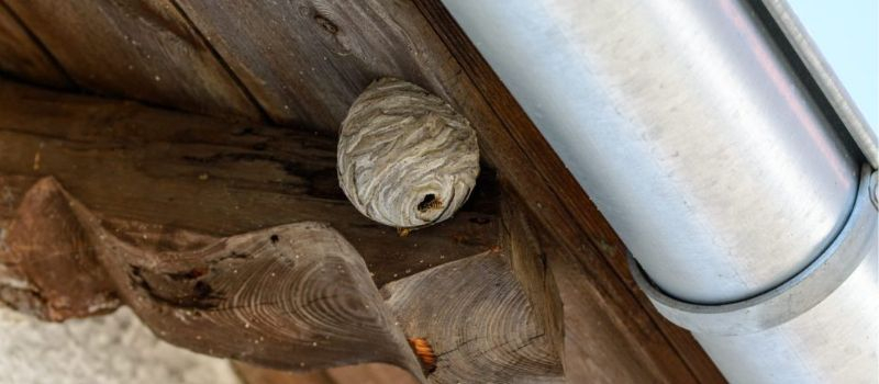 Wasps nests are frequently found under fascia