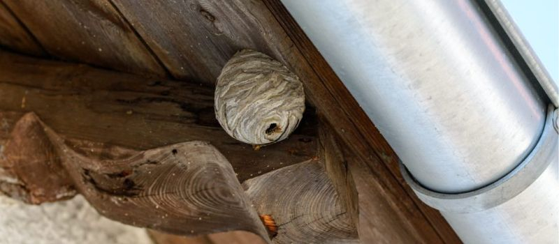 Wasp nest removal services Wasps nests are frequently found under fascia