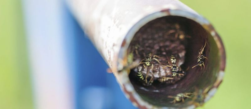 Wasps can make nests in pipes