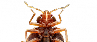 Close up of a nasty looking bed bug